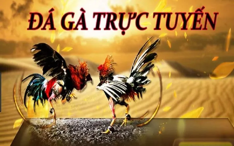 Đá Gà AE888: Bí Quyết Thắng Lớn Từ Chuyên Gia Cá Cược Online 1 Đá Gà AE888: Bí Quyết Thắng Lớn Từ Chuyên Gia Cá Cược Online